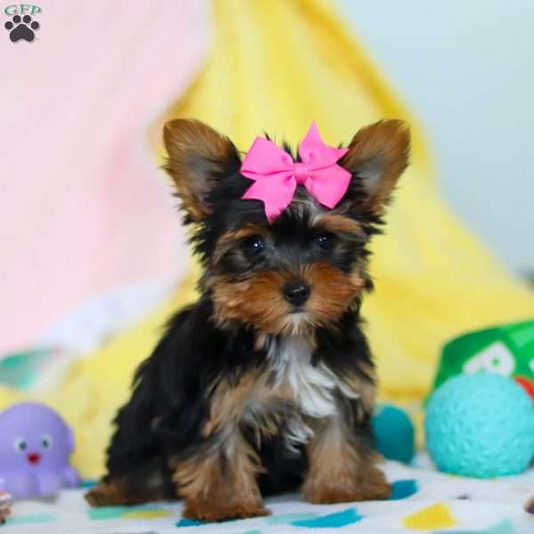 Callie, Yorkie Puppy